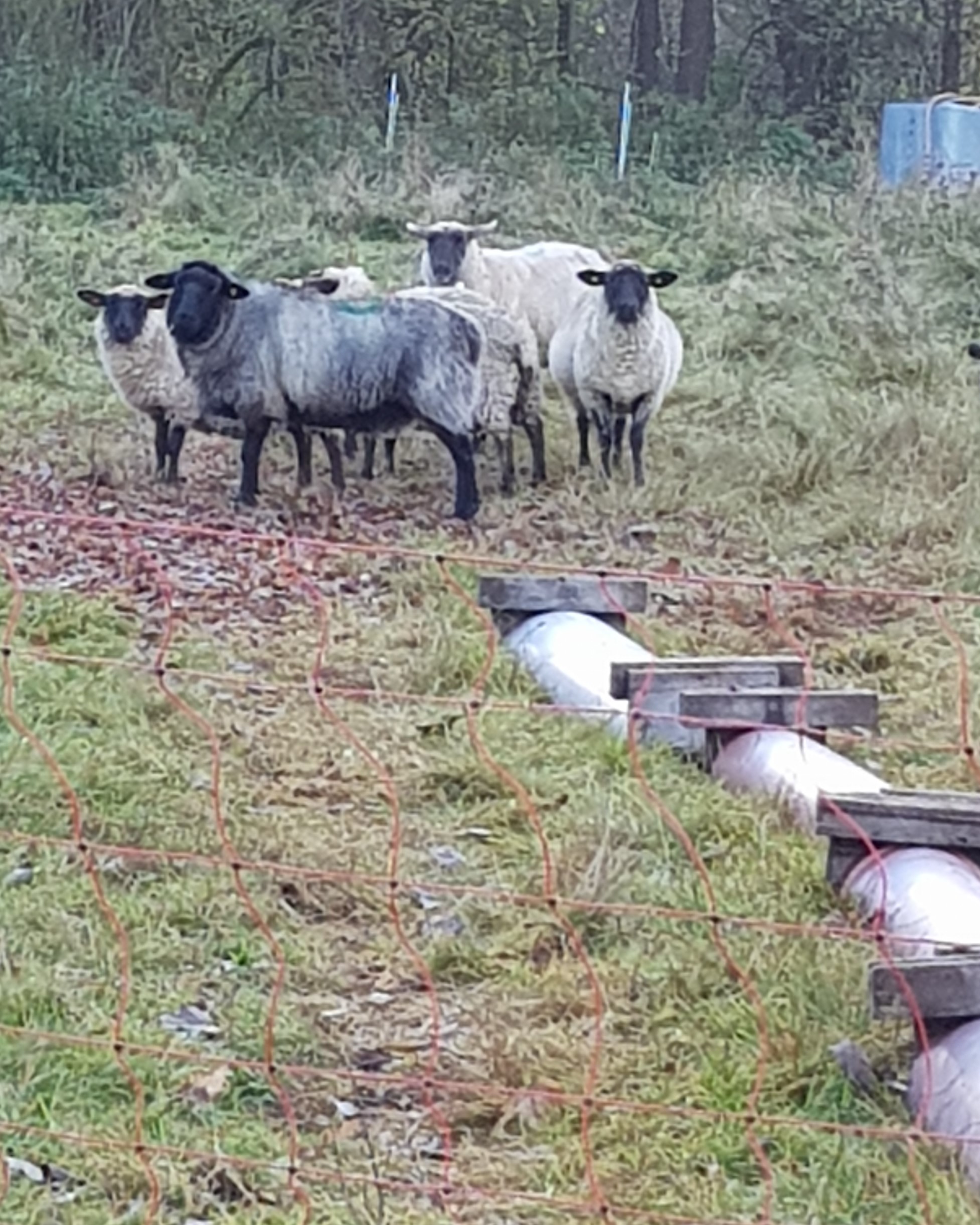 Die Mäharbeiten sind gestartet 5 Schafe auf einer Wiese