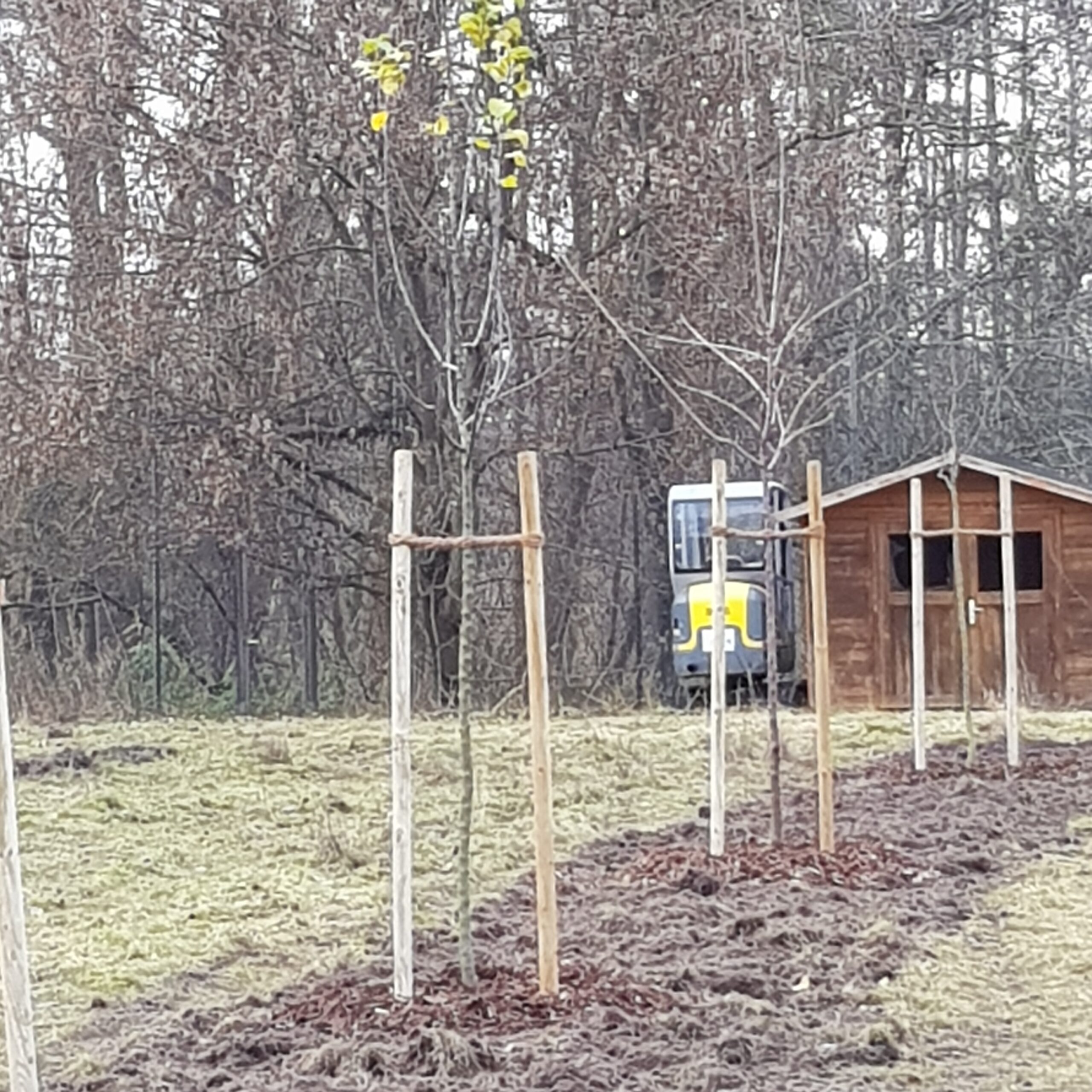 Die ersten Bäume sind gepflanzt 3 neu gepflanzte Bäume auf einer Wiese. Im Hintergrund steht ein Gartenhaus.