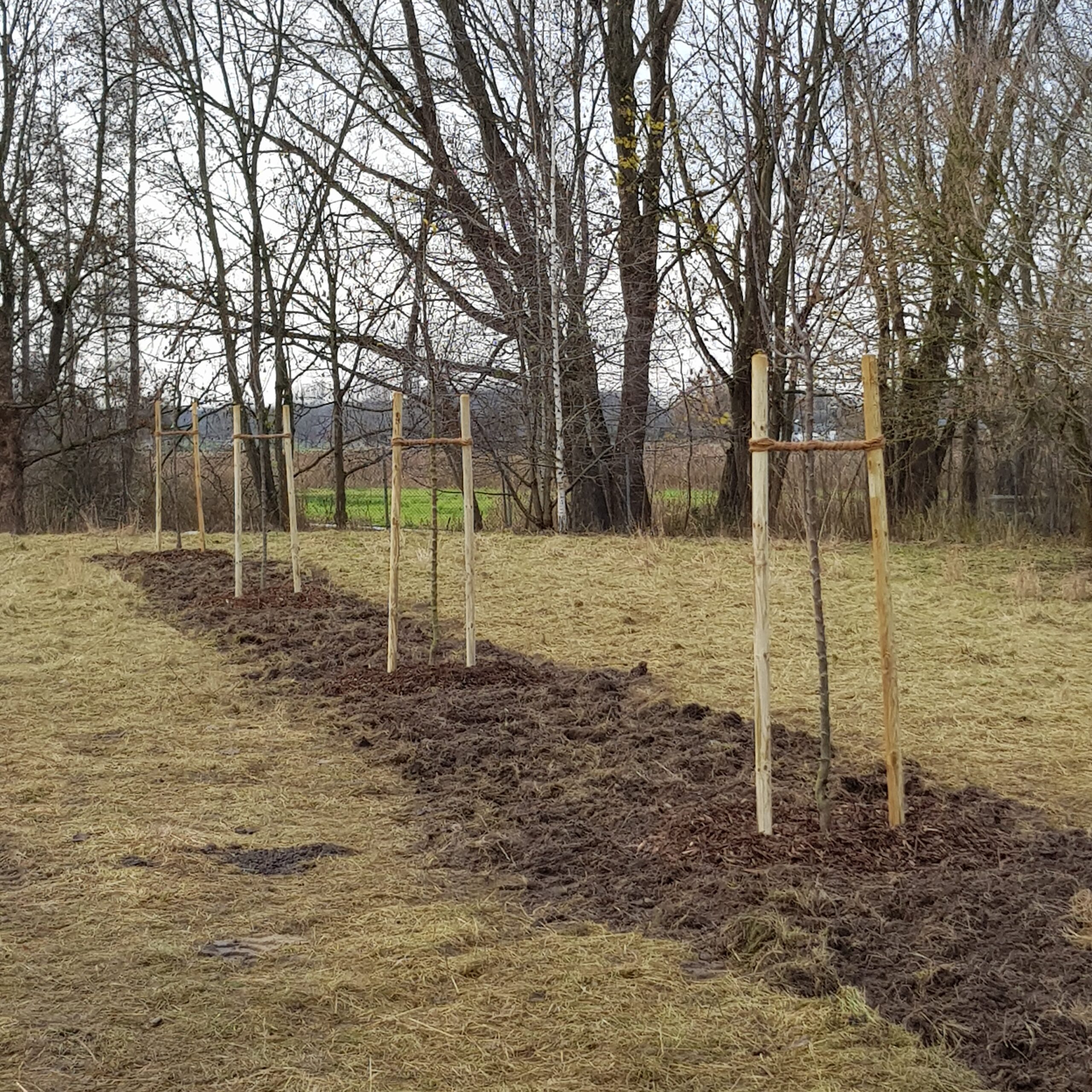 Pflanzaktion 2 4 neu gepflanzte Bäume auf einer Wiese